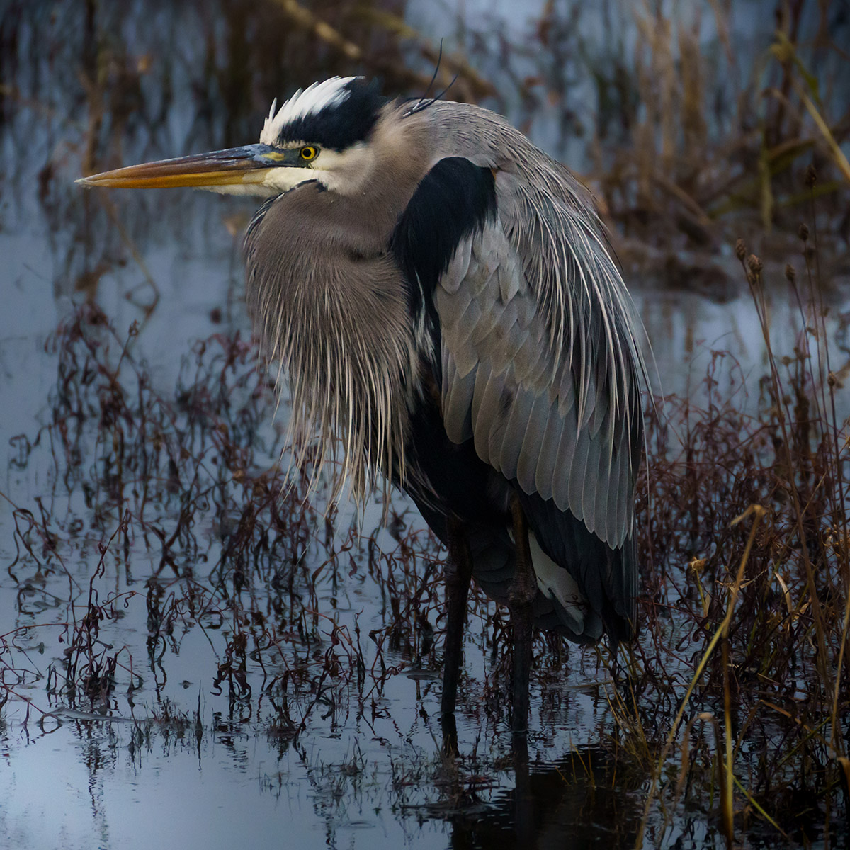 A great blue heron in the water