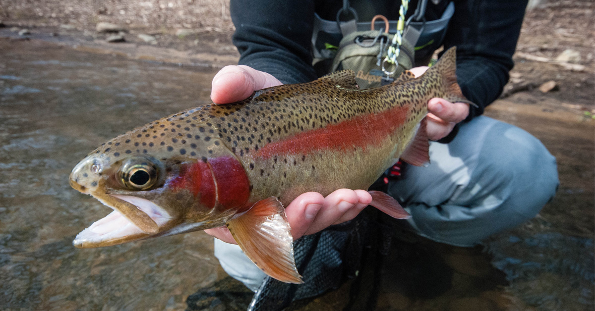 Winter Trout Fishing the South Fork of the Holston River