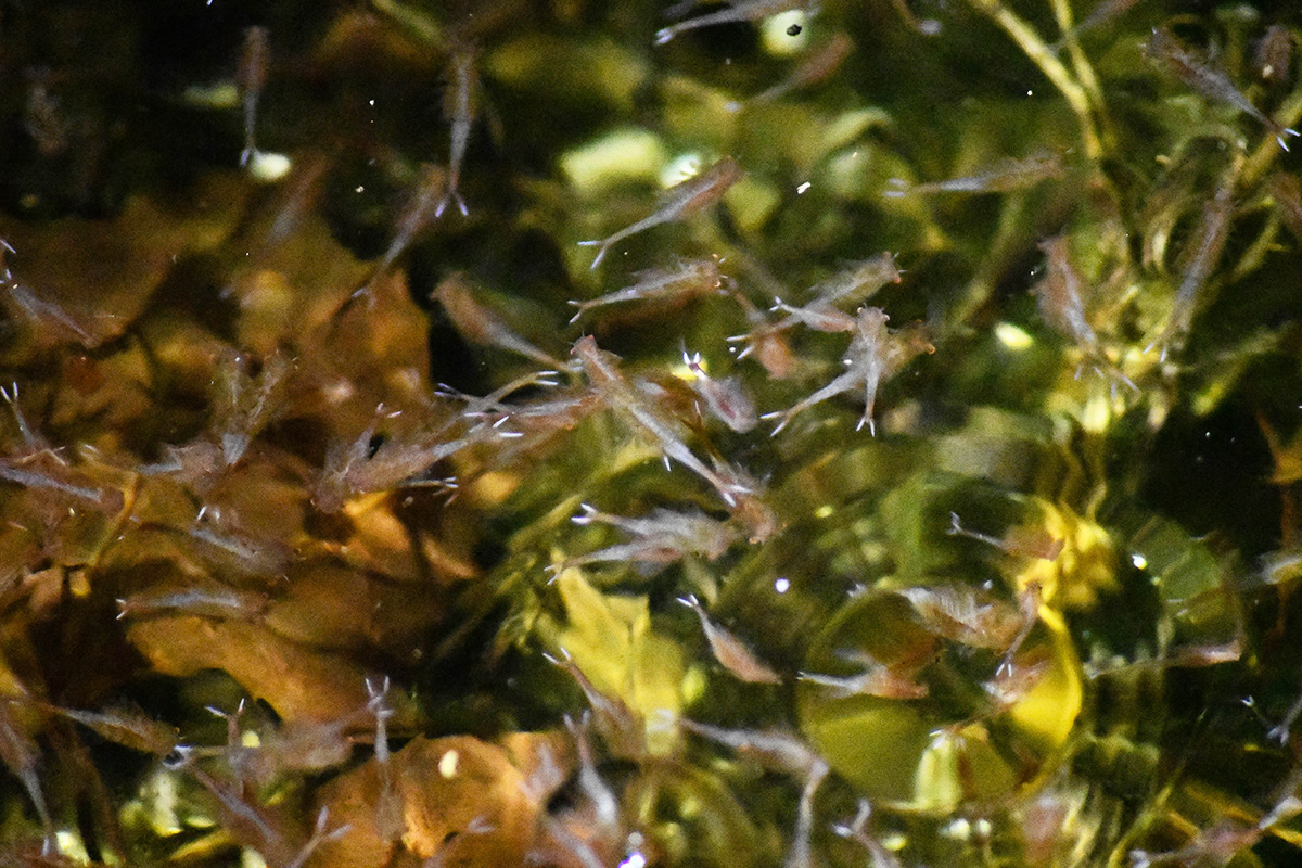 A pod of fairy shrimp preparing to mate at the conclusion of a staggeringly short life cycle.