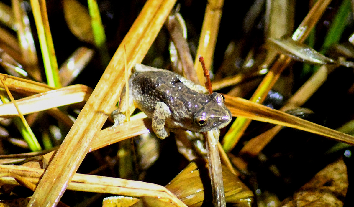 Small compared to their vocal presence, spring peepers are drab in color and rarely seen.
