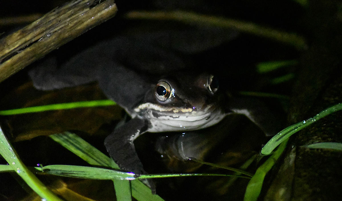 A lone wood frog hiding from the spotlight of searching naturalists.