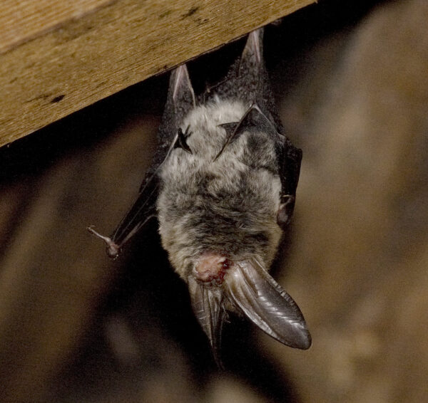 A photo of a small bat hanging upside down from a wooden beam.