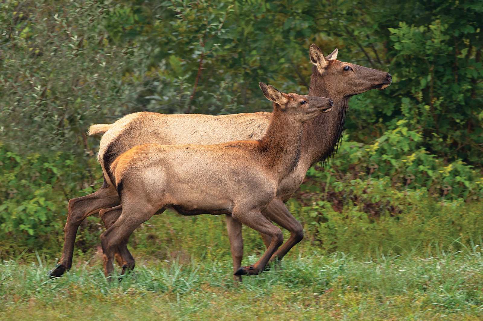 A mature cow elk and a smaller calf elk run in a field against a backdrop of trees.