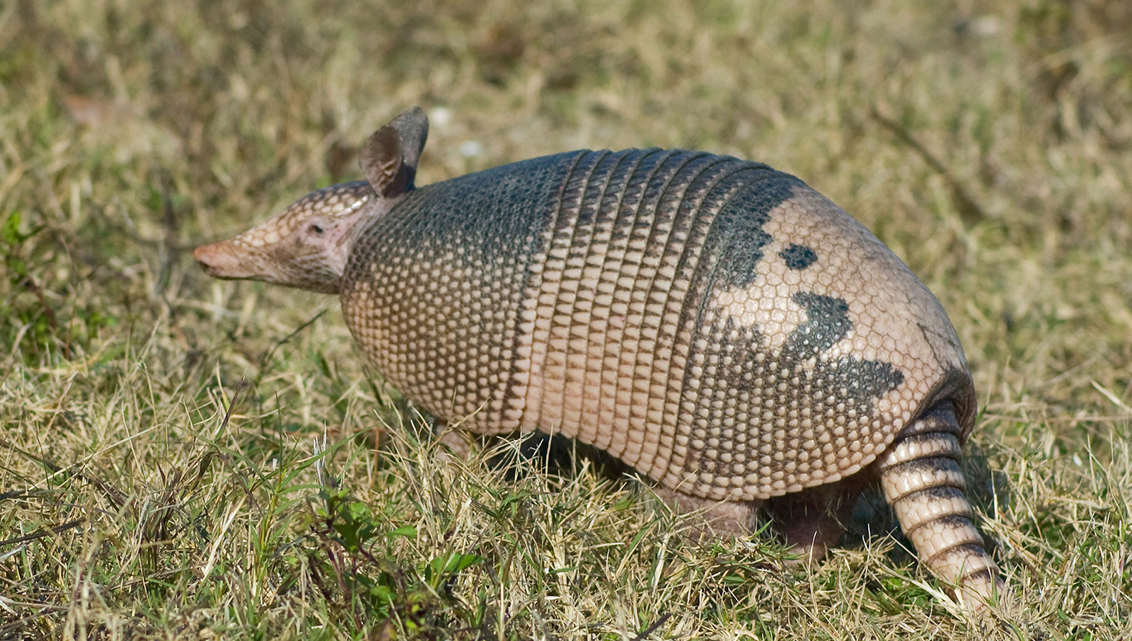 A photo of an armadillo in grass.