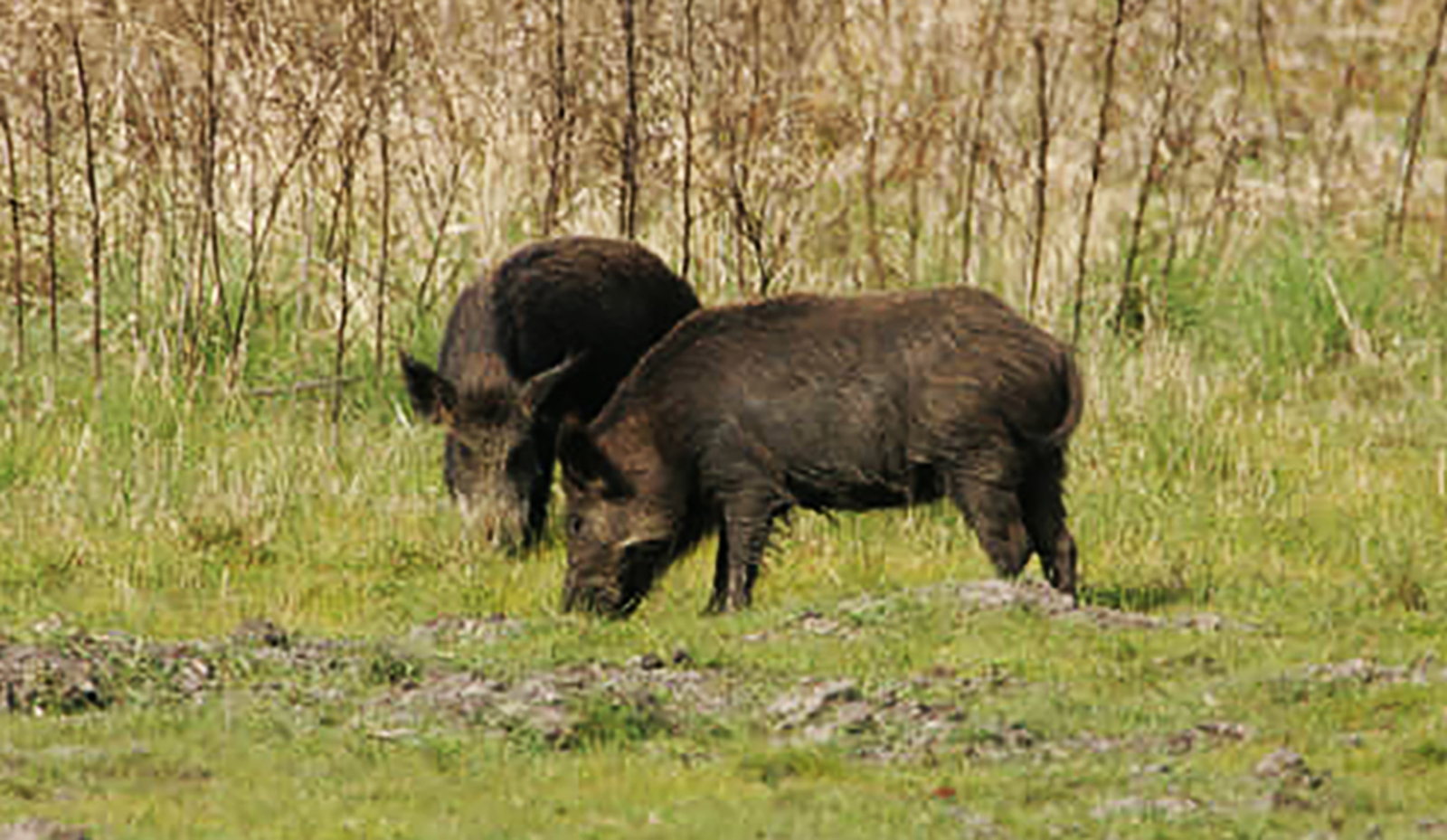A photo of two feral hogs rooting up grass.
