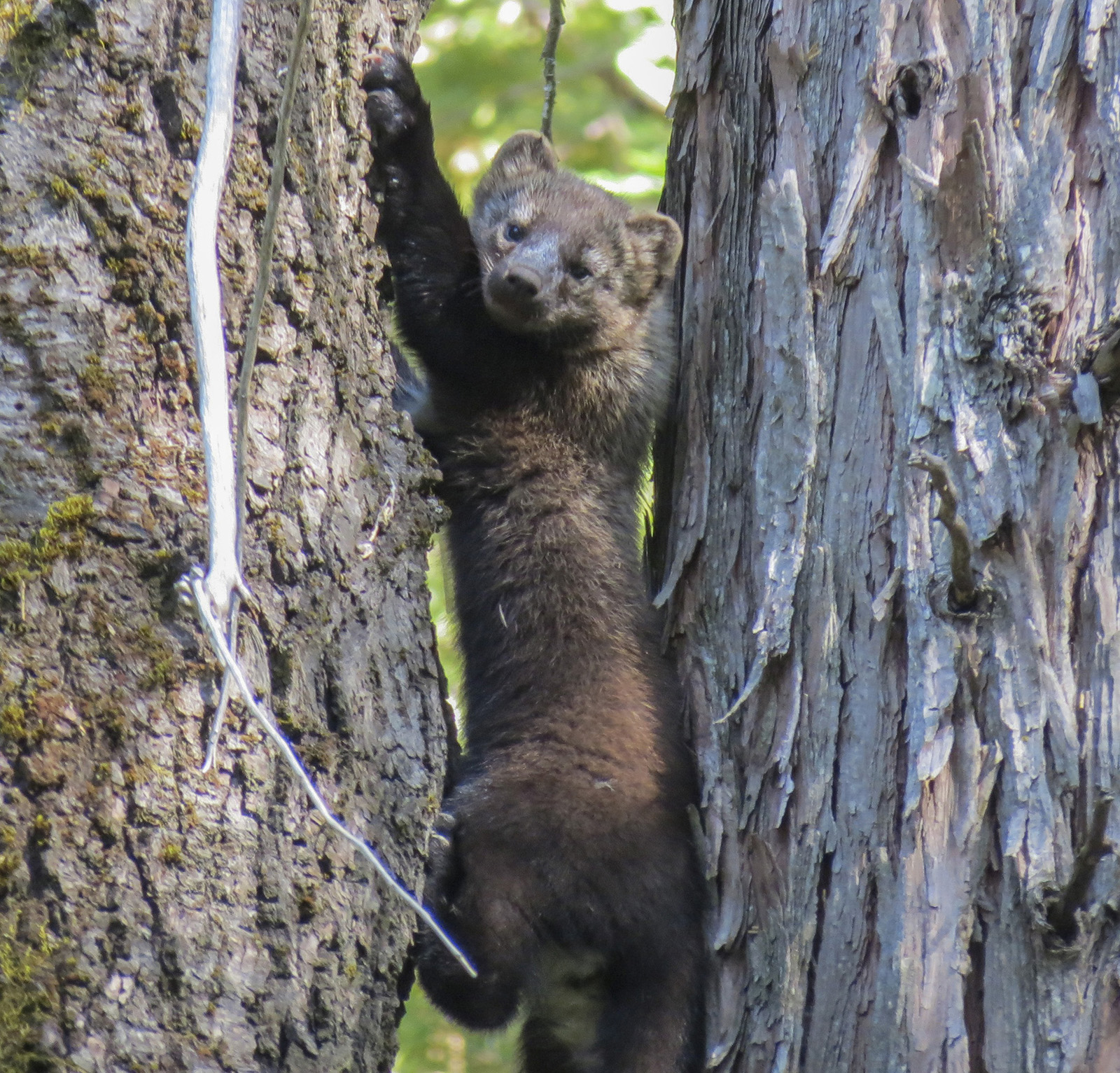 A photo of a fisher climbing a tree.