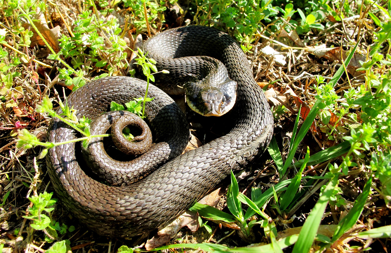 A photo of a hag-nosed snake curled up in the grass.