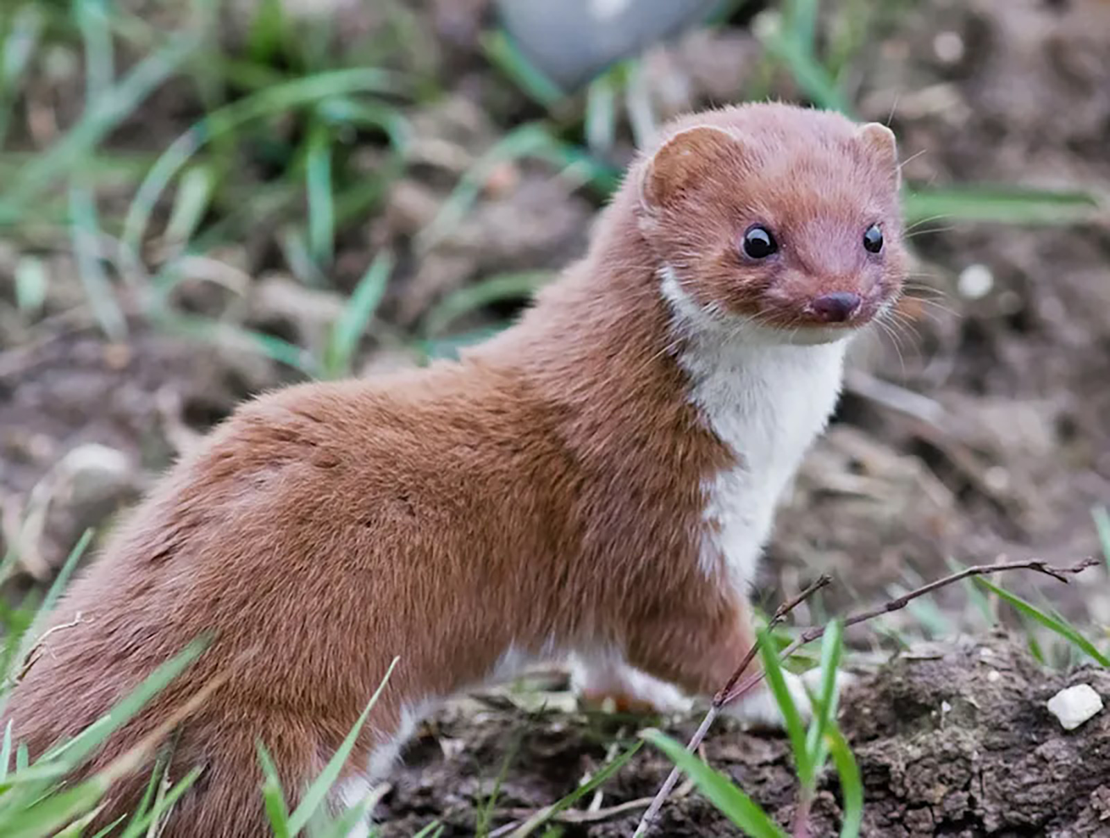 A photo of a small brown weasel with a white chest and chin.