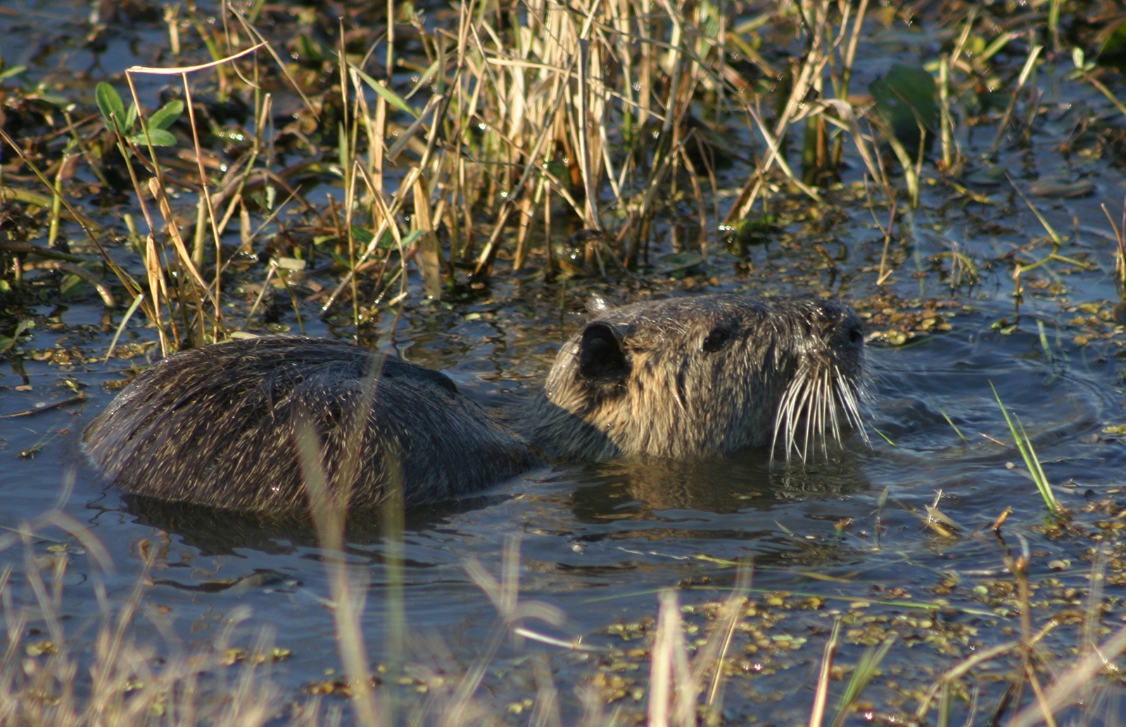 A photo of a nutria swimming in a marsh. 