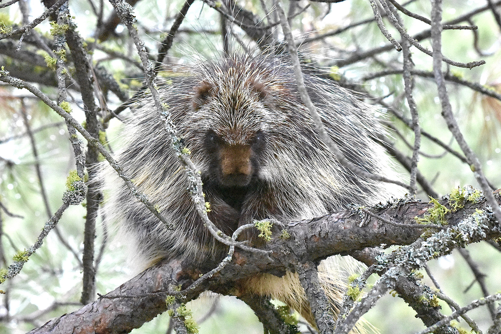 A photo of a porcupine sitting on a tree branch.