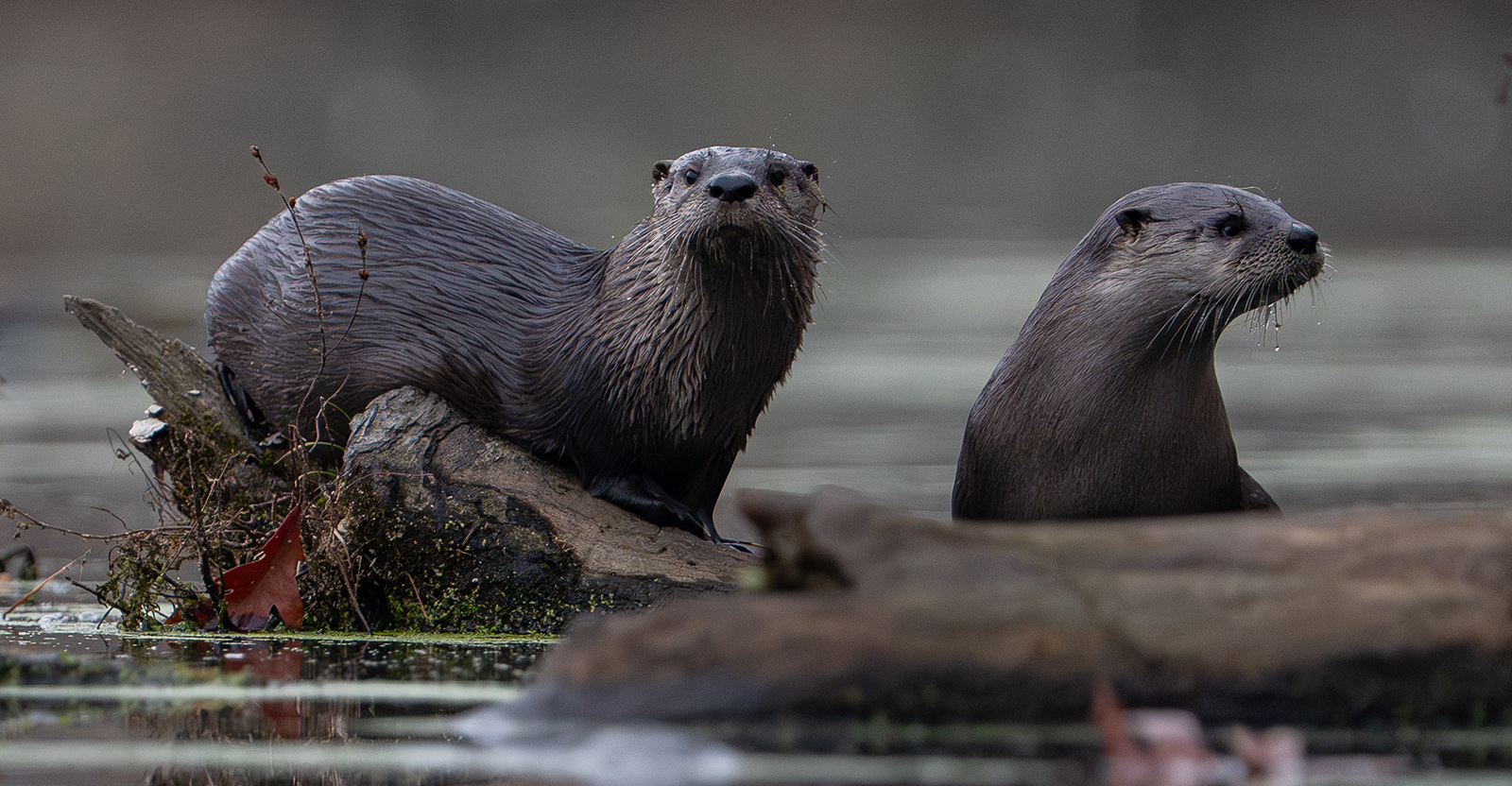 A photo of two river otters on a log in the water.