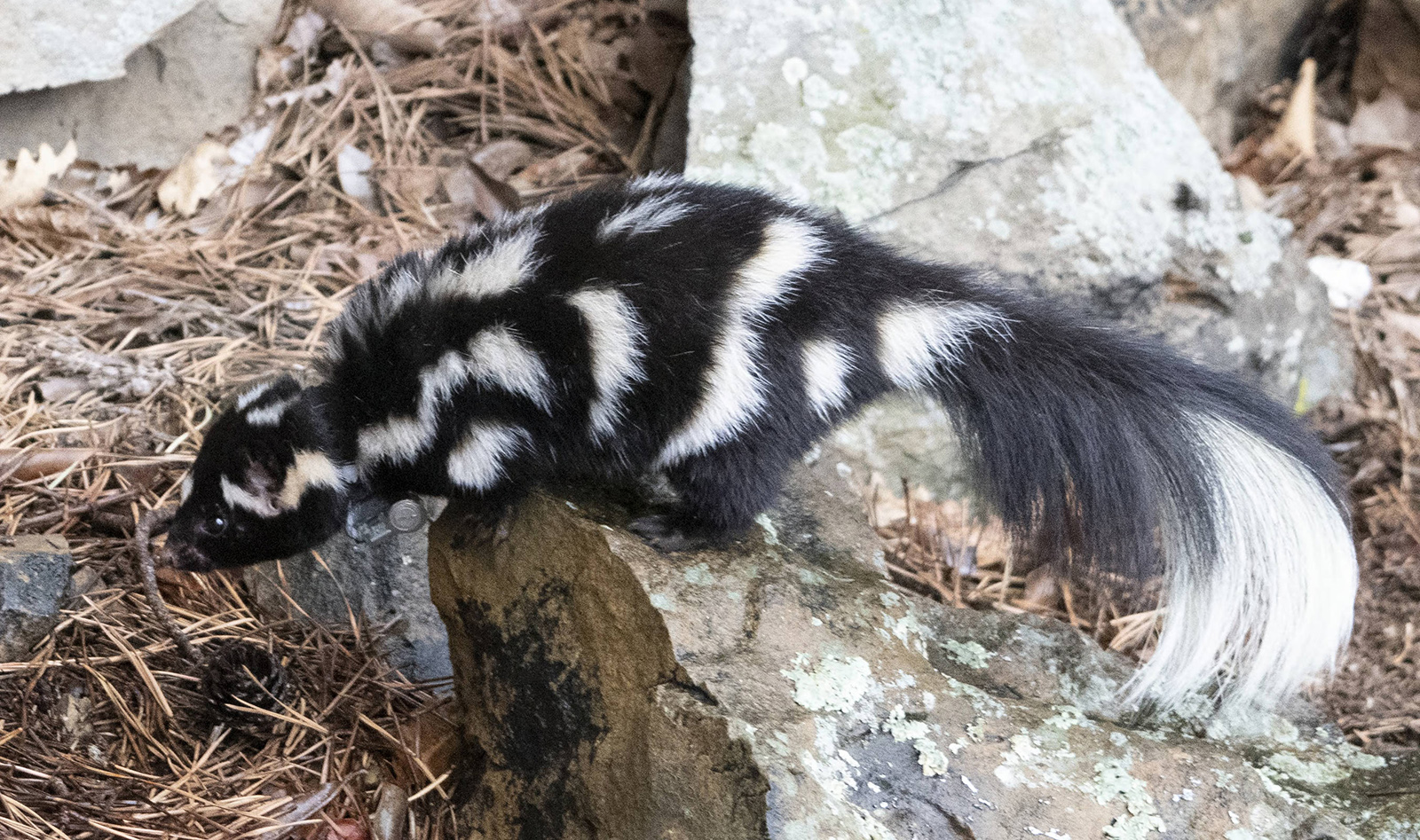 A photo of a skunk with spots perched on the edge of a rock.
