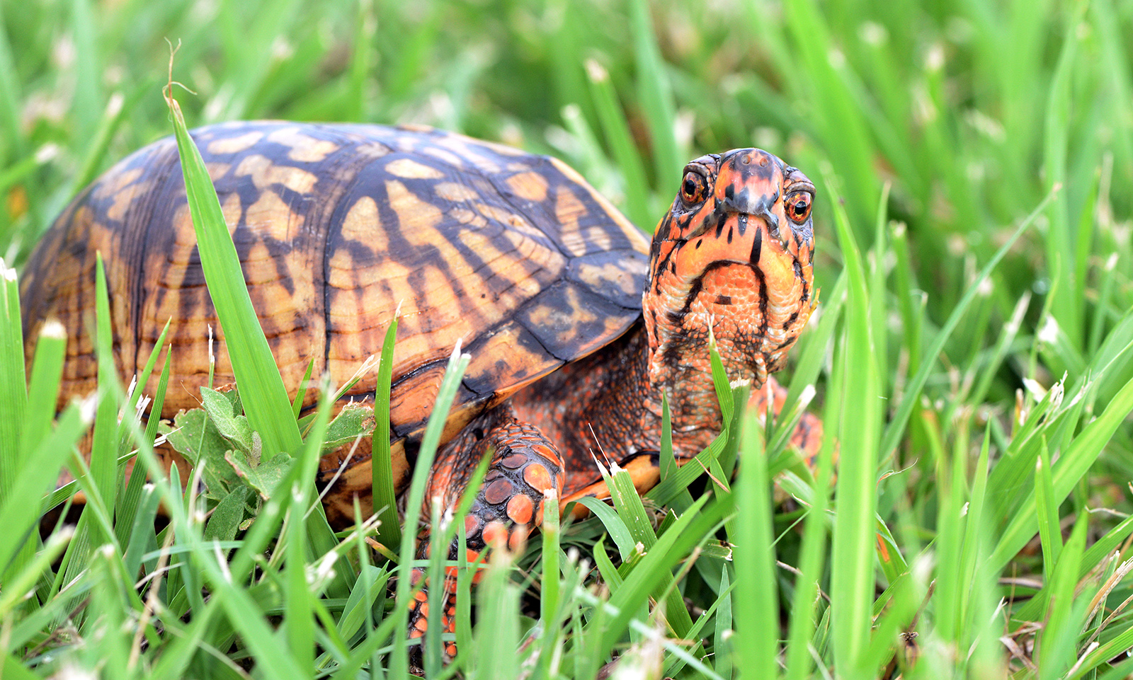 A photo of an orange-and-black turtle in the grass.