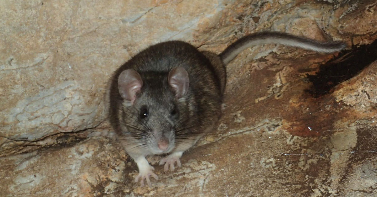 A photo of a small rat against a stone background.