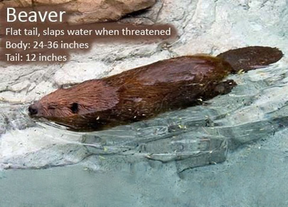 A photo of a beaver