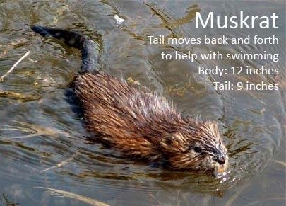 A photo of a muskrat