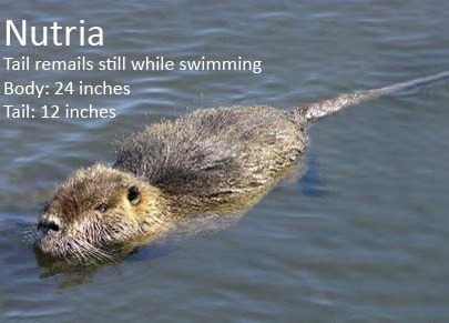 A photo of a nutria