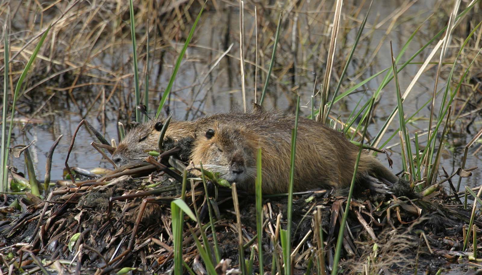 Two nutria resting.
