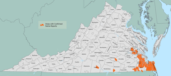 A map of Virginia showing areas of confirmed nutria sightings as of February 2026. These areas are primarily centered around the southeastern/Tidewater areas of Virginia, with additional isolated pockets in the south central part of the Commonwealth.