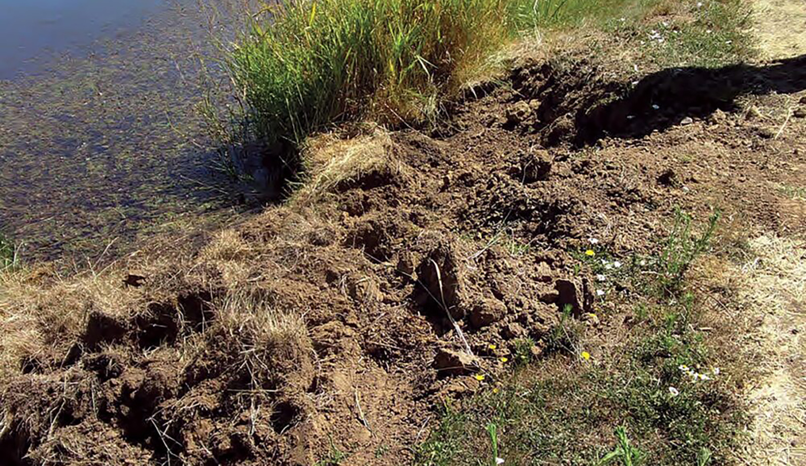 A photo of a marshy bank with sections completely stripped of vegetation.