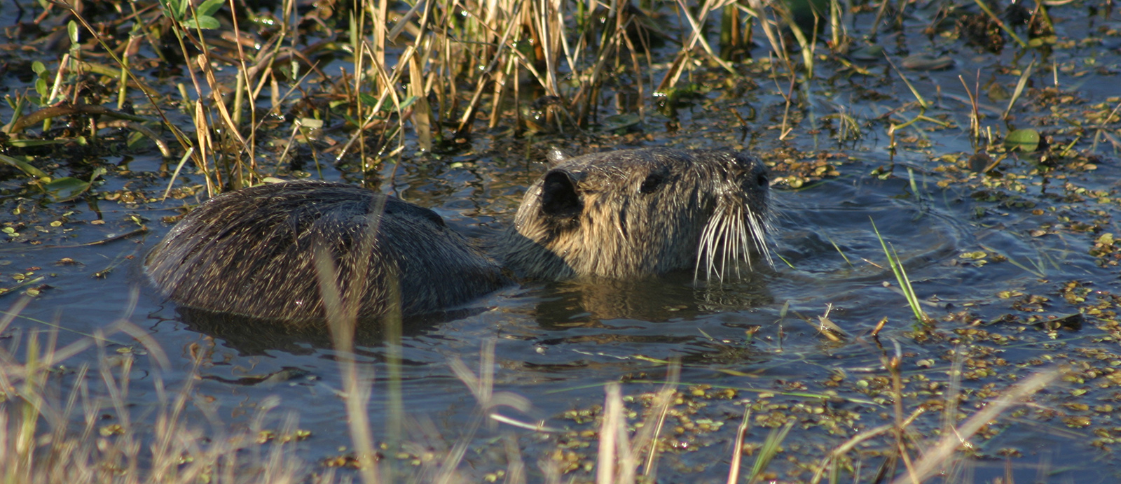 A photo of a large, hairy rodent partially submerged in a marshy area, with its head sticking up with large, white whickers showing. 