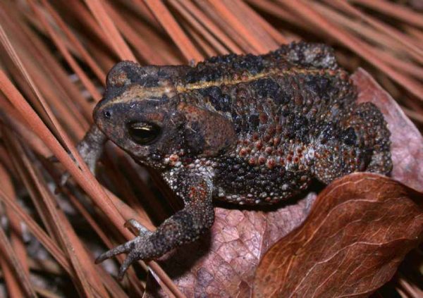 An image of Oak Toad