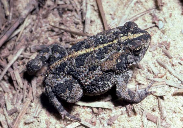 An image of an oak toad on some sand