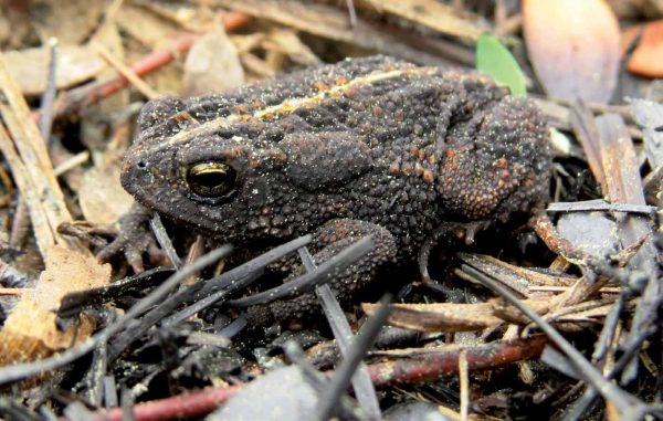An image of a oak toad in a pile of leaf foliage