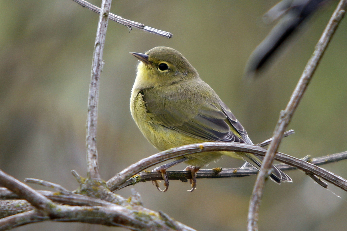An image of an olive green and yellow orange crowned warbler