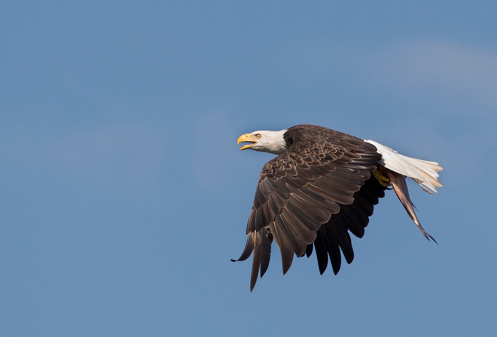 An image of a bald eagle flying with a fish caught between its talons