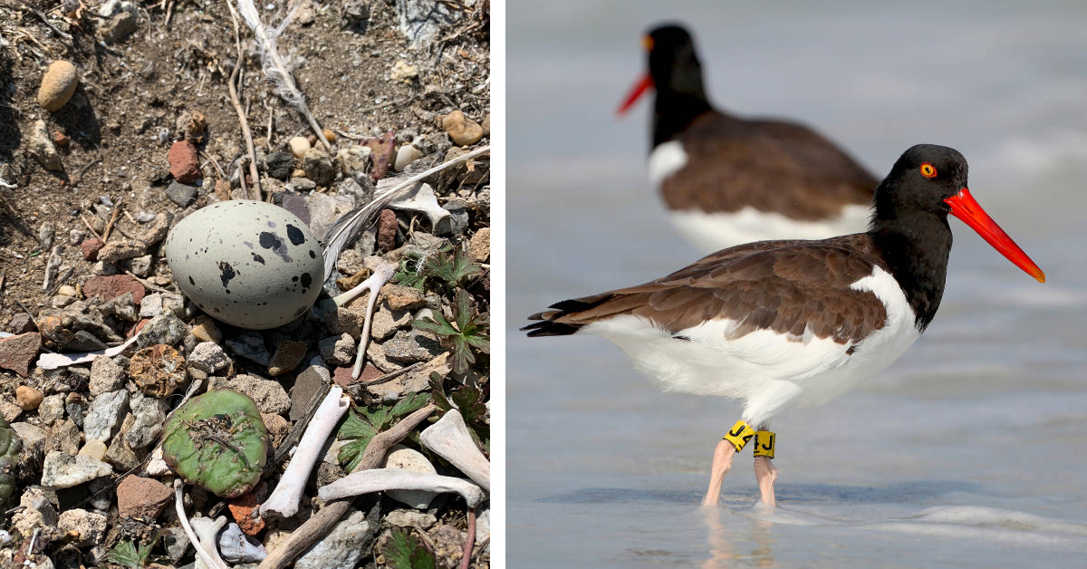 An image of an oystercatcher egg on the right and two adult oystercatchers on the left