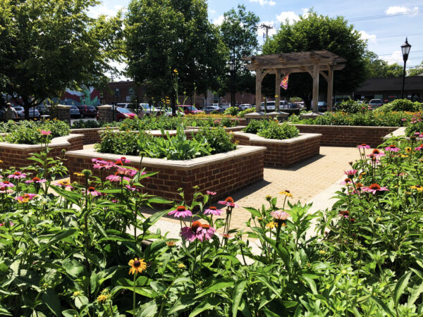 An image of an urban pollinator garden filled with lush planter boxes of flowers near a parking lot