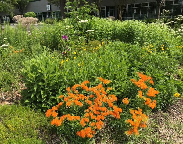 An inground pollinator garden outside of the DWR headquarters with over 900 species of native plants found in it; significantly increasing pollinator abundance