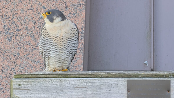 A peregrine falcon standing on top of its scrape box