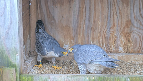 Two peregrine falcons inside their scrape box
