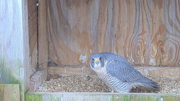 A peregrine falcon inside its scrape box