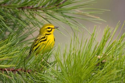 An image of a bright yellow bird with an olive green back and cap and small black markings in a pine tree; this is a prairie warbler