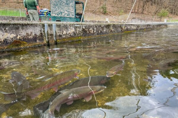 Looking into the water a a raceway and trout swimming.