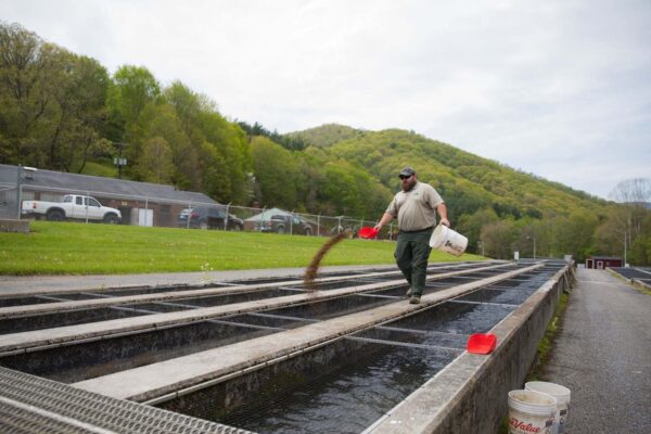 Man scooping feed into the raceways.