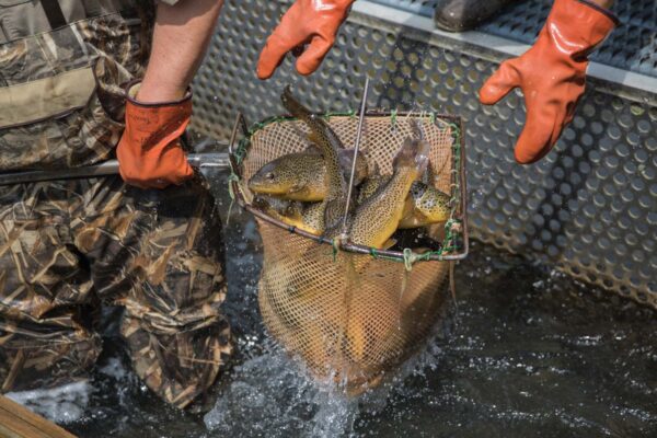 An up close image of a net scooping trout out of a raceway.