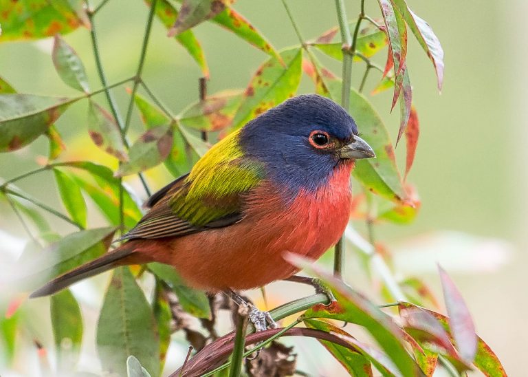An image of a painted bunting; a red bird with a blue head and yellow back perching in a tree