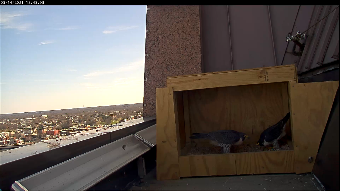 Female falcon (left) and male falcon (right) bowing to one another in the nest box