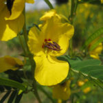 A green-leafed plant with small yellow flowers