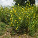 A green-leafed plant with small yellow flowers