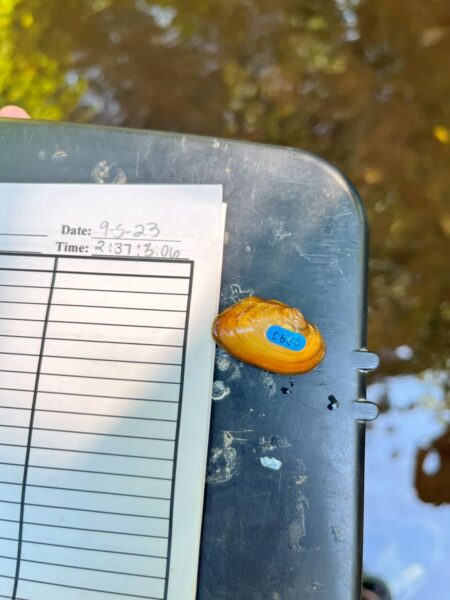 An image of James Spinymussel