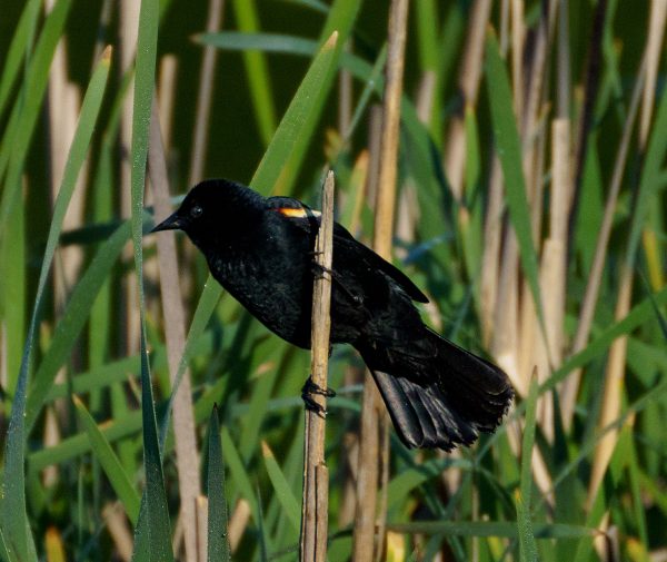An image of a red winged blackbird on a reed