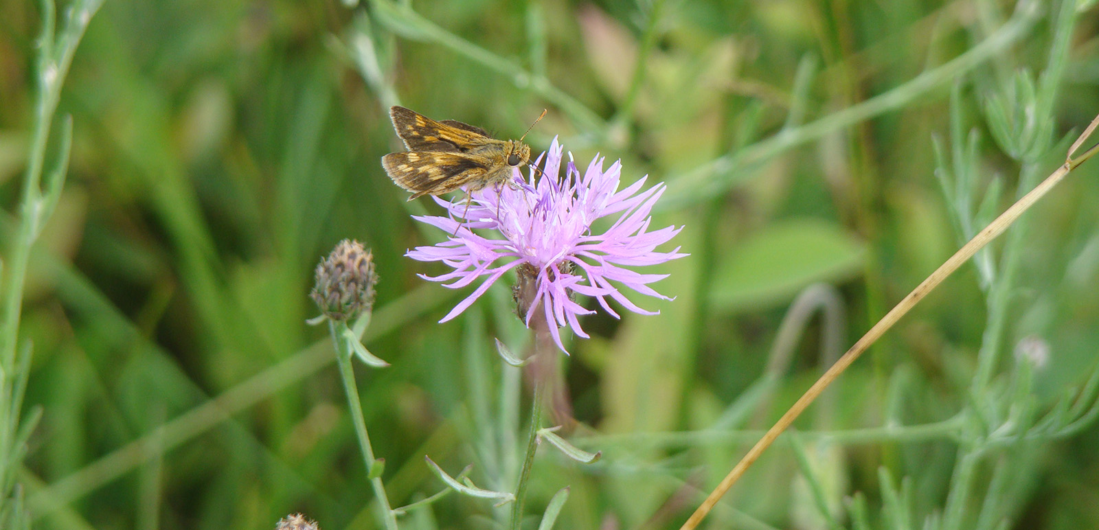 A photo of a small butterfly sitting on a purple thistle flower.
