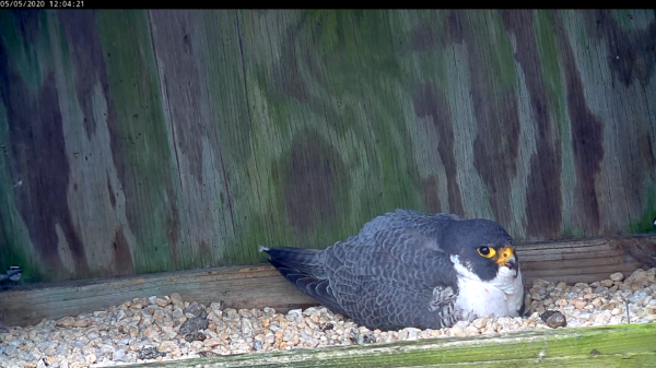 Peregrine falcon pellets visible in the nest box to the left and right of the incubating birds