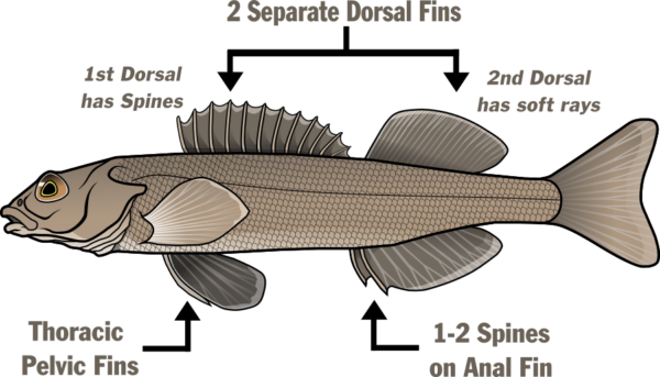 An illustration showing the dorsal fins, pelvic fins and anal fins of darters