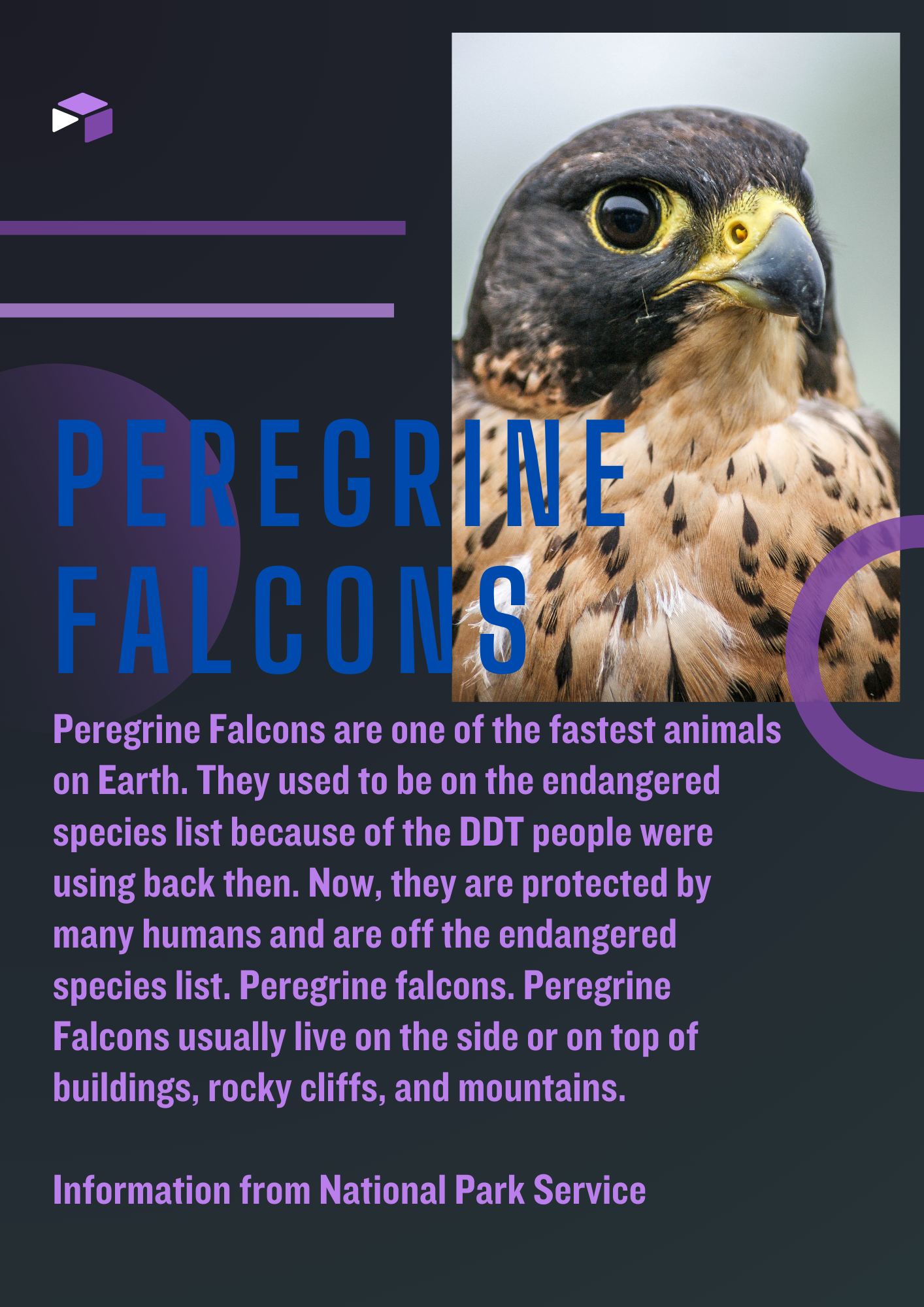 A poster reading "peregrine falcons are one of the fastest animals on earth. They used to be on the endangered species list because of the DDT people were using back then. Now, they are protected by many humans and off the endangered species list. Peregrine falcons usually life on the side of on the top of buildings, rocky cliffs and mountains. Information from the National Park Service.